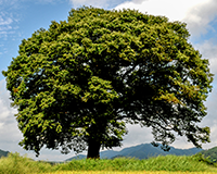 symbol_tree (2).png